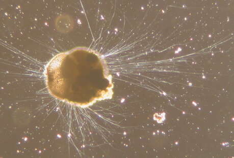 Image of Ammonia tepida (Cushman 1926)