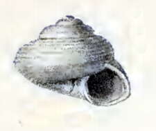 Image of Ethminolia glaphyrella (Melvill & Standen 1895)