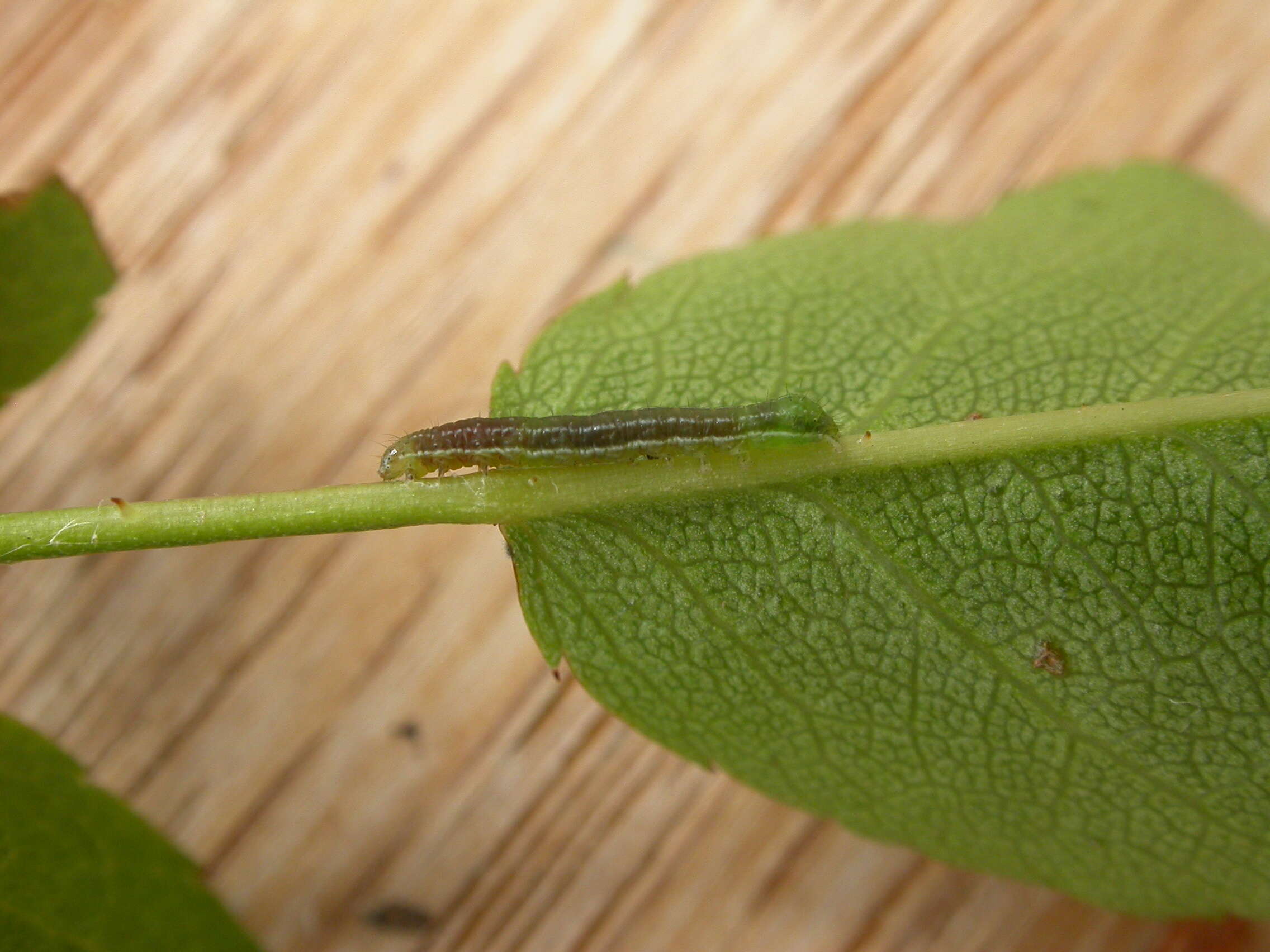 Plancia ëd Euplexia asbolodes Turner 1911