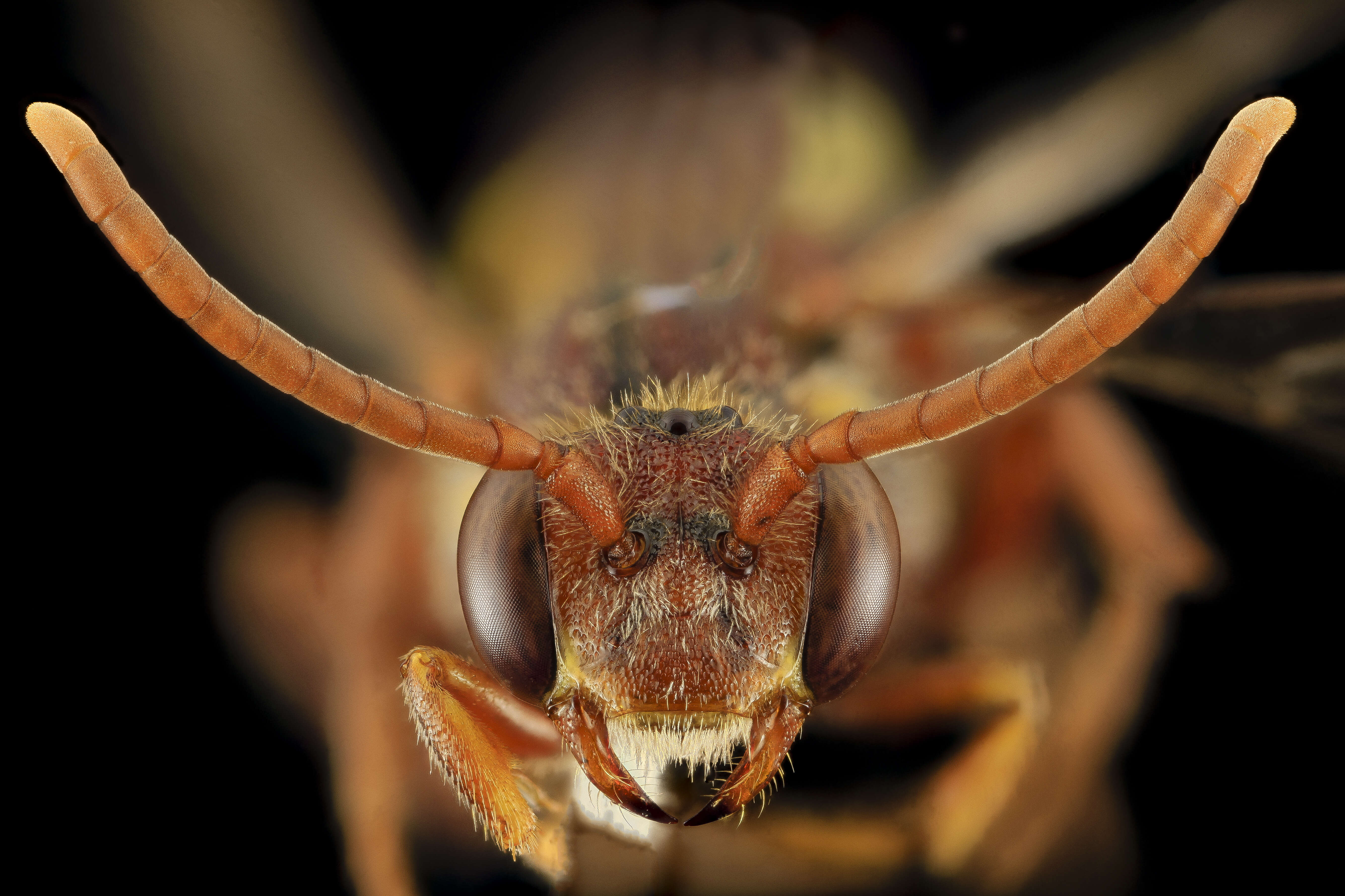 Image of Nomada bethunei Cockerell 1903