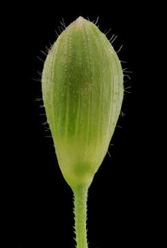 Image of Deer-Tongue Rosette Grass