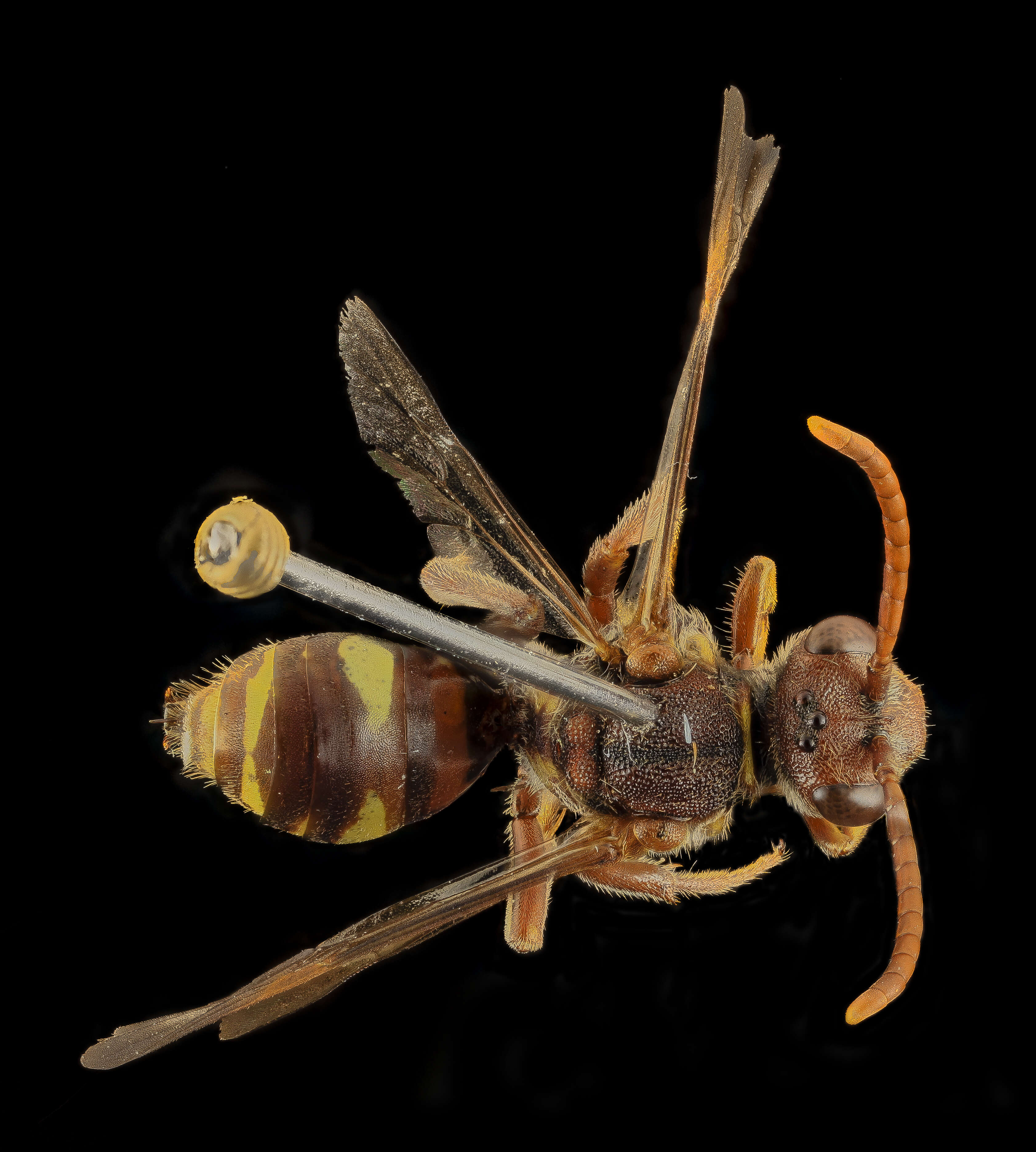 Image of Nomada bethunei Cockerell 1903