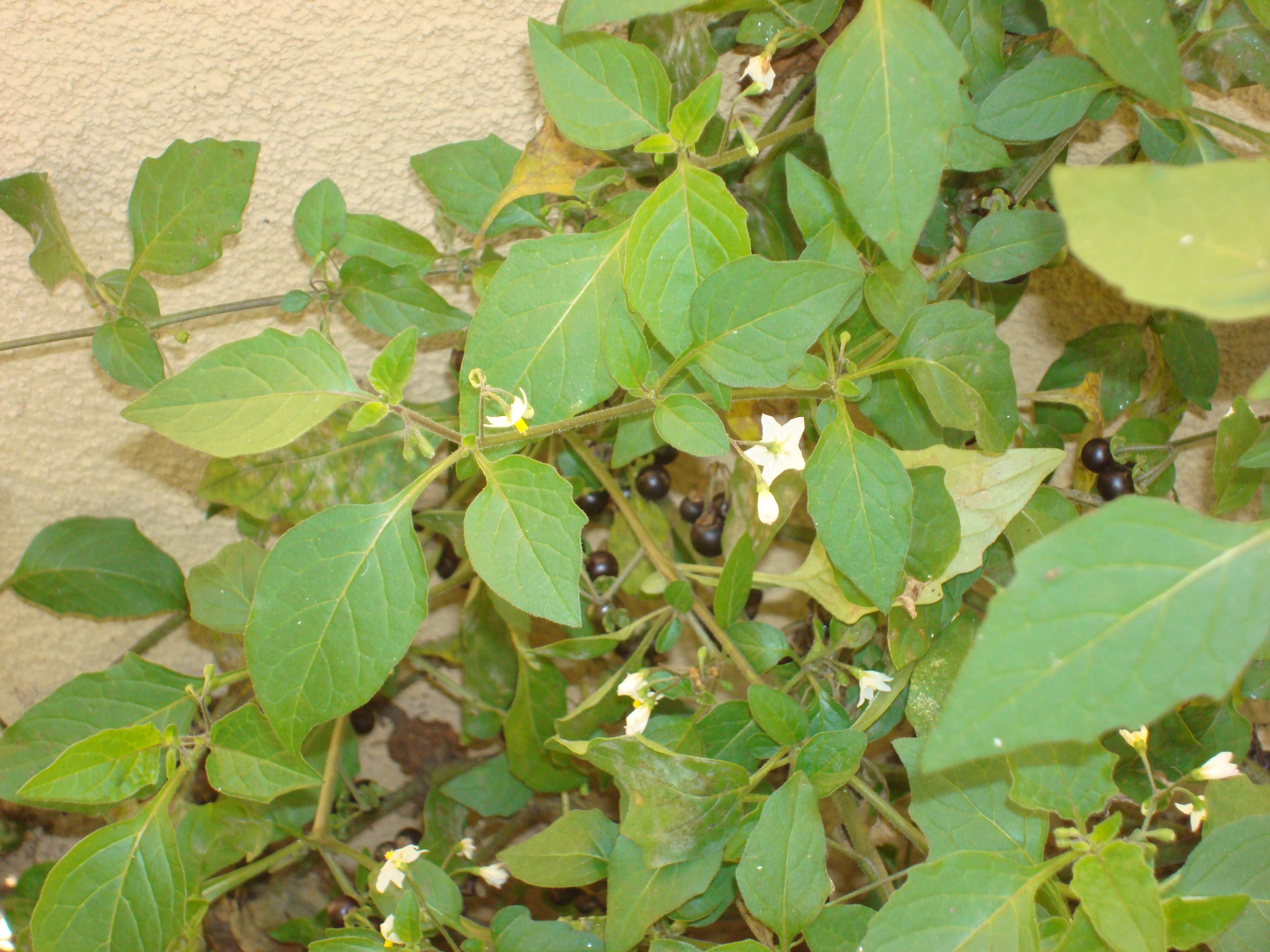 Image of forked nightshade