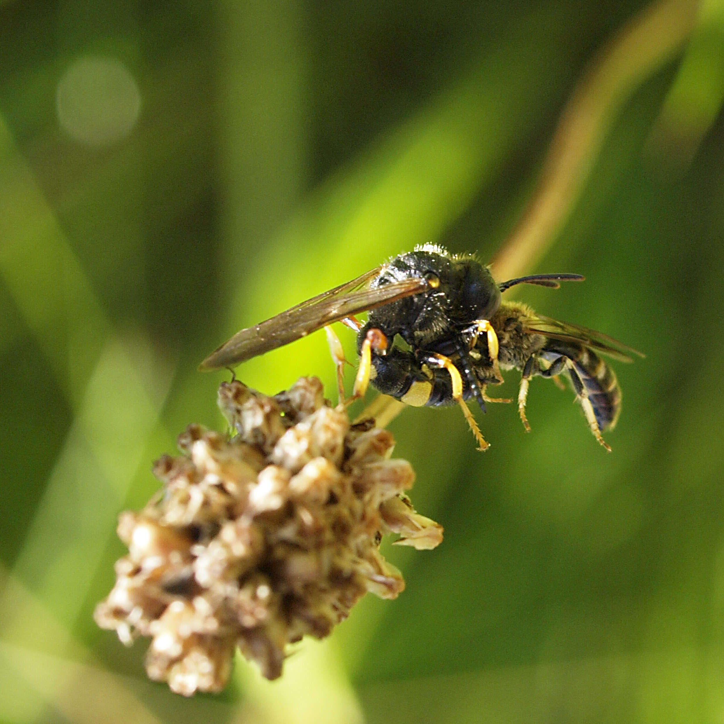 Plancia ëd Lasioglossum calceatum (Scopoli 1763)