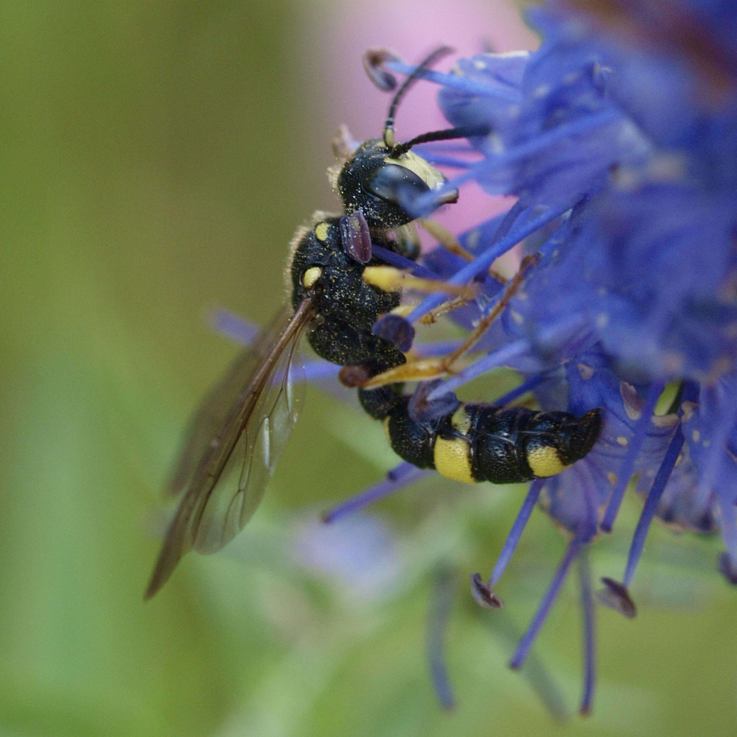 Imagem de Cerceris rybyensis (Linnaeus 1771)