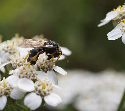 Imagem de Cerceris rybyensis (Linnaeus 1771)