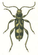 Image of Chlorophorus figuratus (Scopoli 1763)