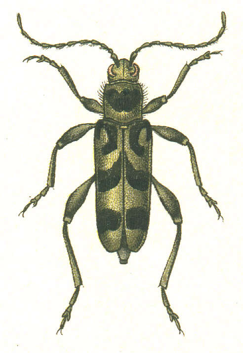 Image of Chlorophorus figuratus (Scopoli 1763)