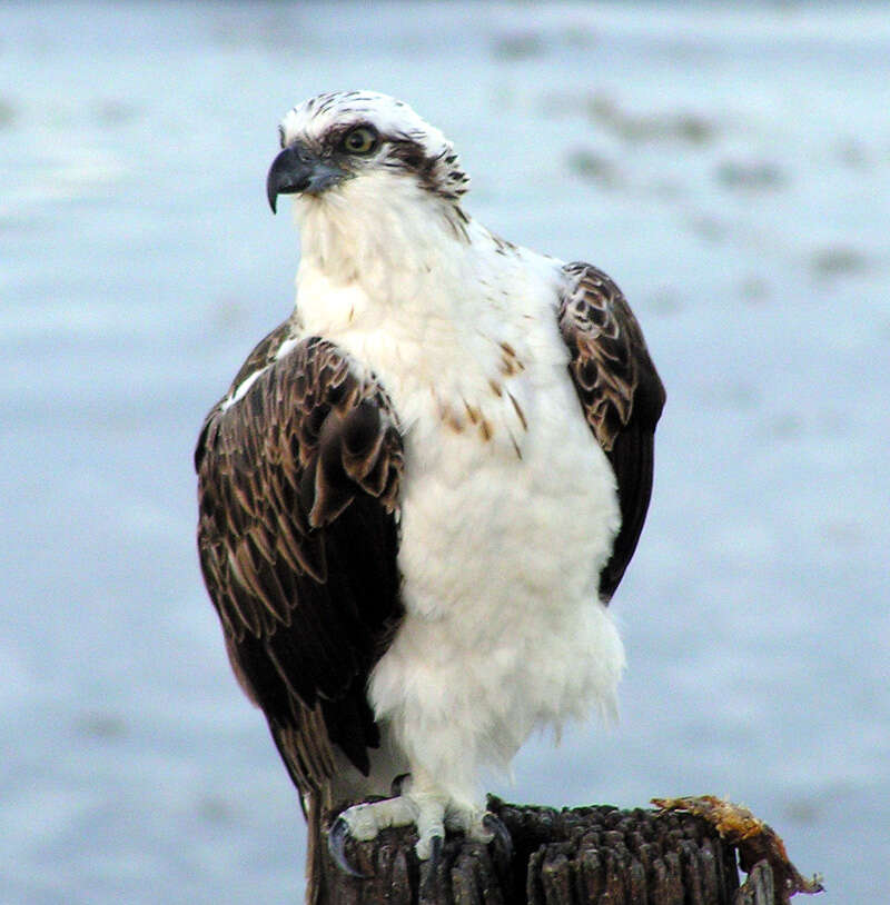 Image of Eastern Osprey