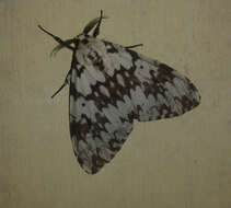 Image of Lymantria concolor Walker 1855