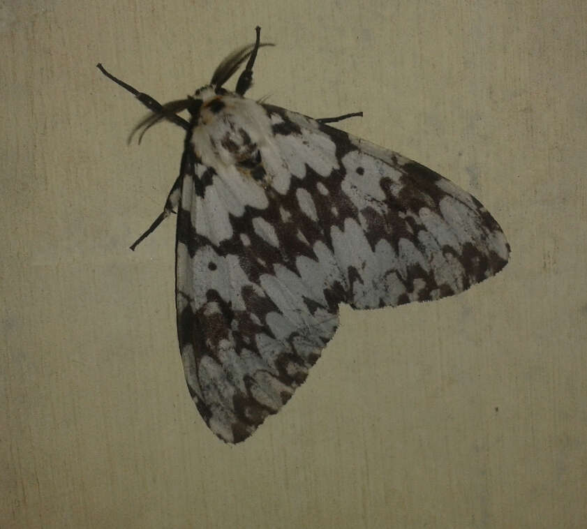 Image of Lymantria concolor Walker 1855