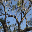 Image of Eucalyptus dura L. A. S. Johnson & K. D. Hill