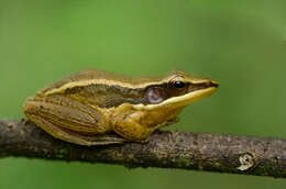 Image of Trivandrum frog