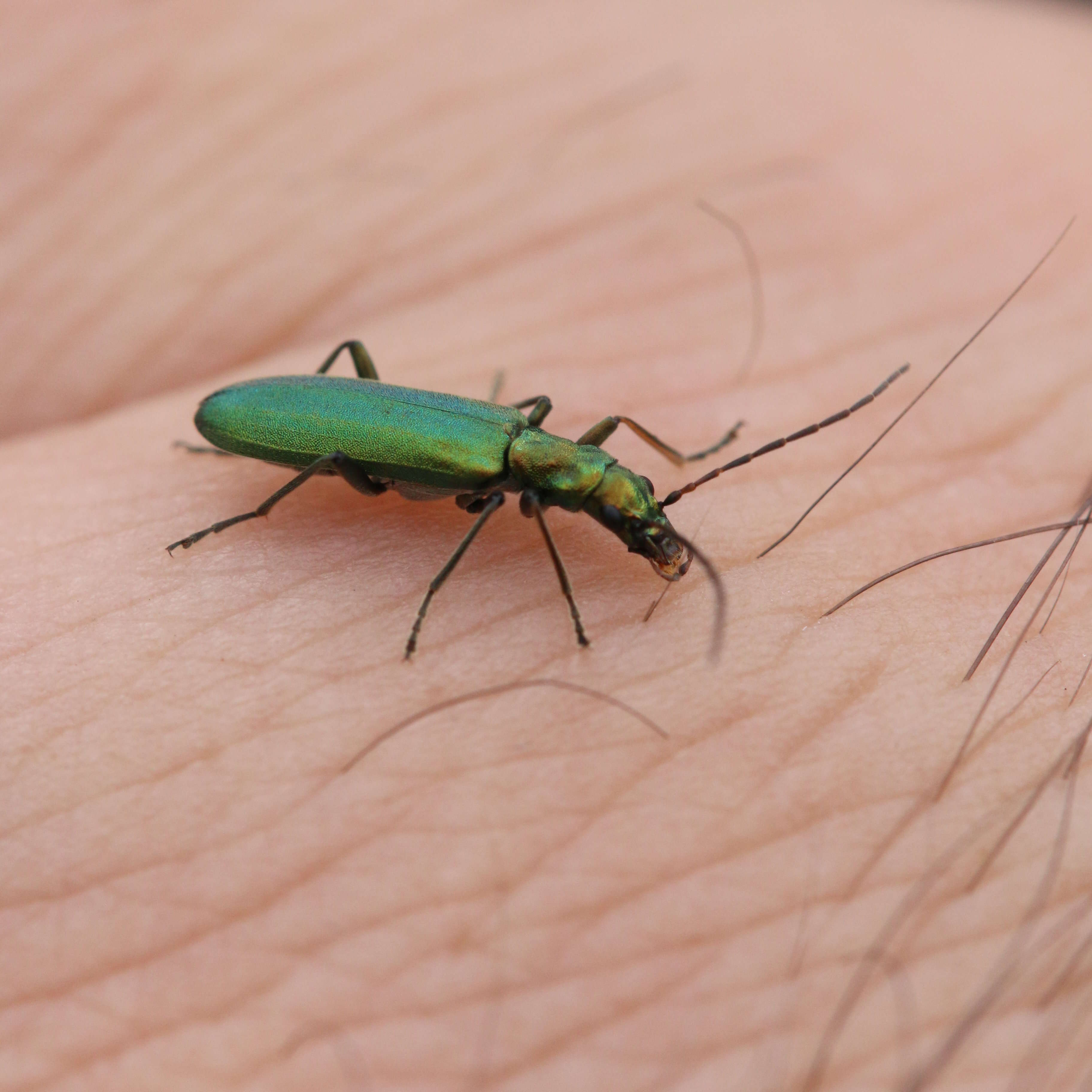 Image of Chrysanthia viridissima