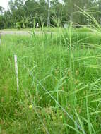 Imagem de Oryza australiensis Domin