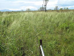 Imagem de Oryza australiensis Domin