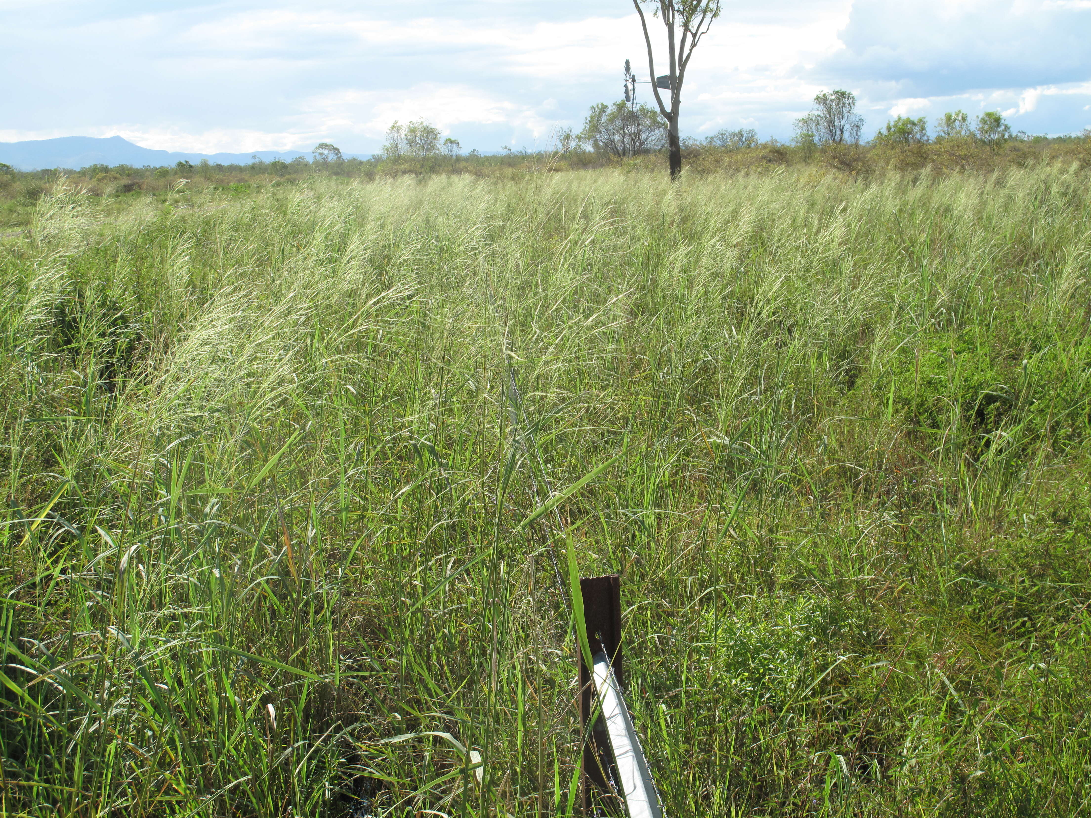 Imagem de Oryza australiensis Domin