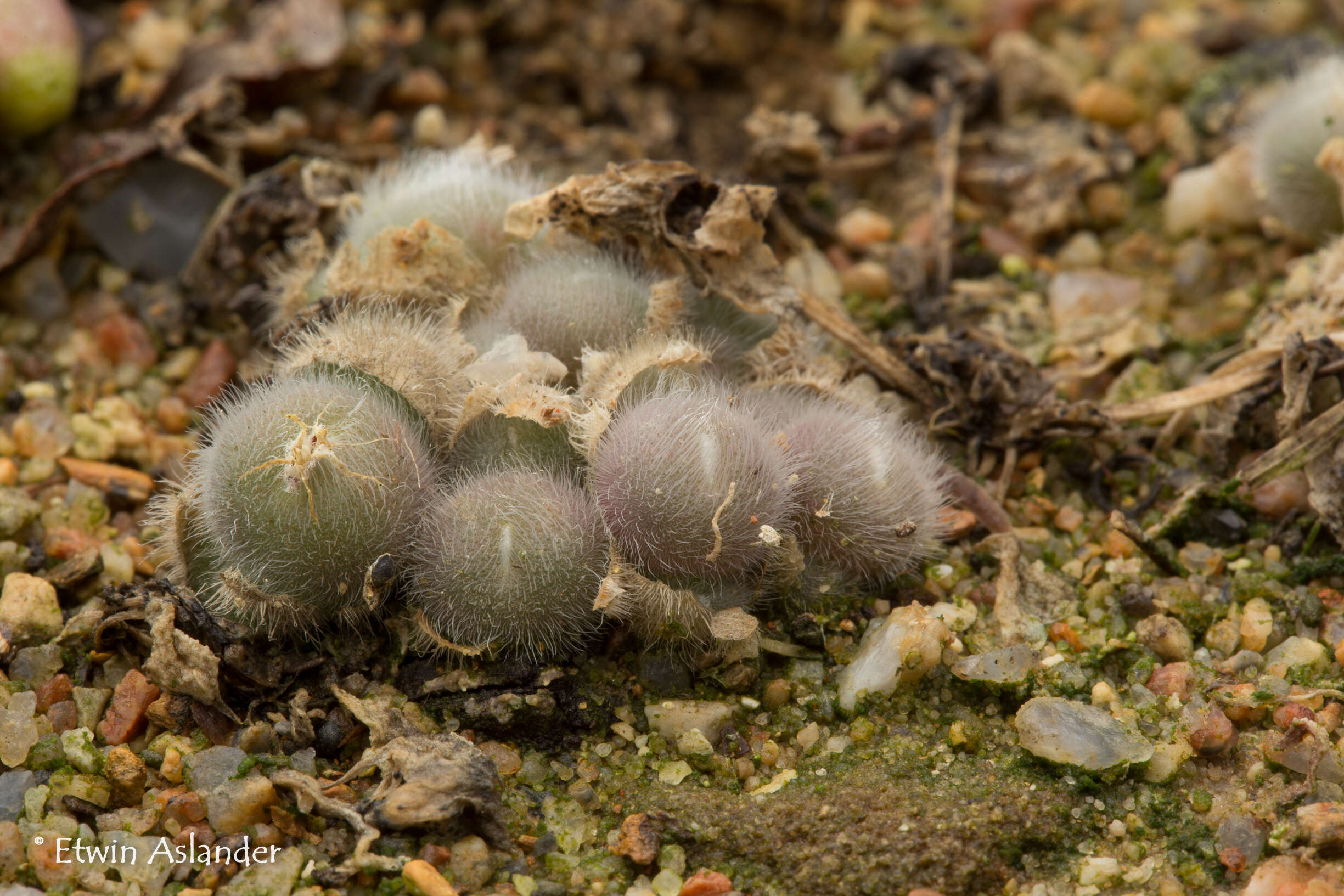 Image of Conophytum stephanii Schwant.