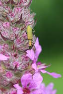 Image of Chrysanthia viridissima