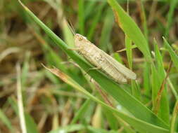 Image de criquet verte-échine