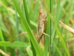 Image de criquet verte-échine