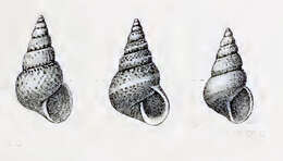 Image of Leiopyrga lineolaris (Gould 1861)