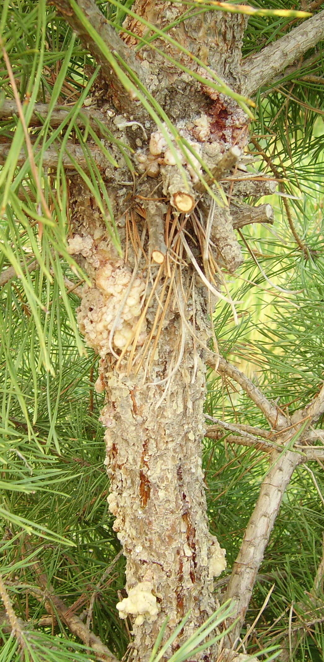 Image of Zimmerman Pine Moth