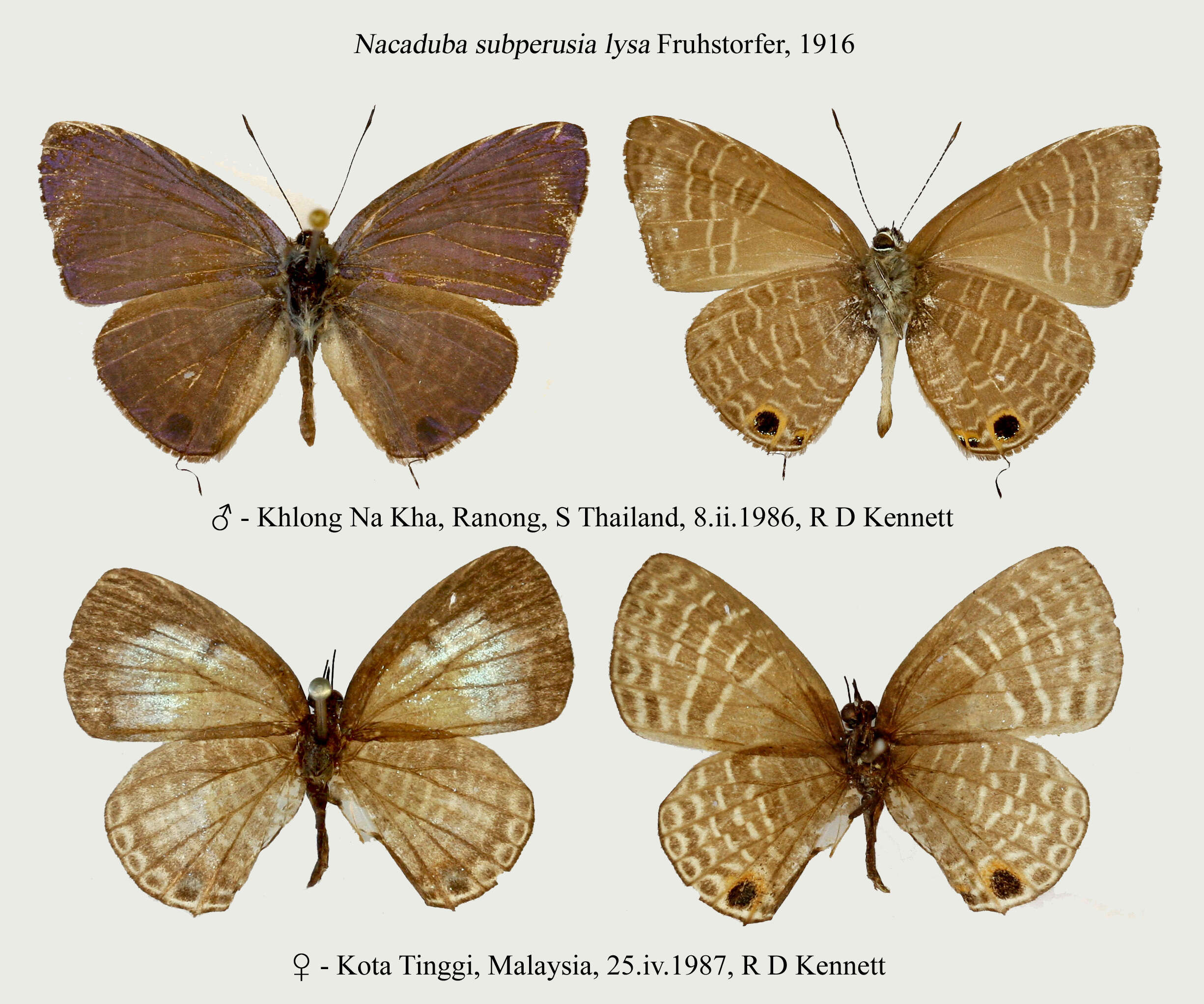 Image of Nacaduba subperusia (Snellen 1896)