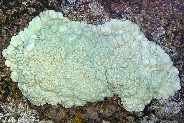 Image of Seaside sulphur-rim lichen;   Rim lichen