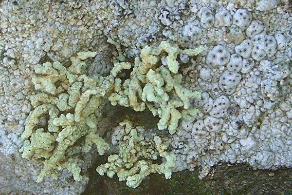 Image of Shrubby rim-lichen;   Rim lichen