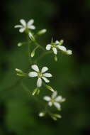 Image of coastal brookfoam