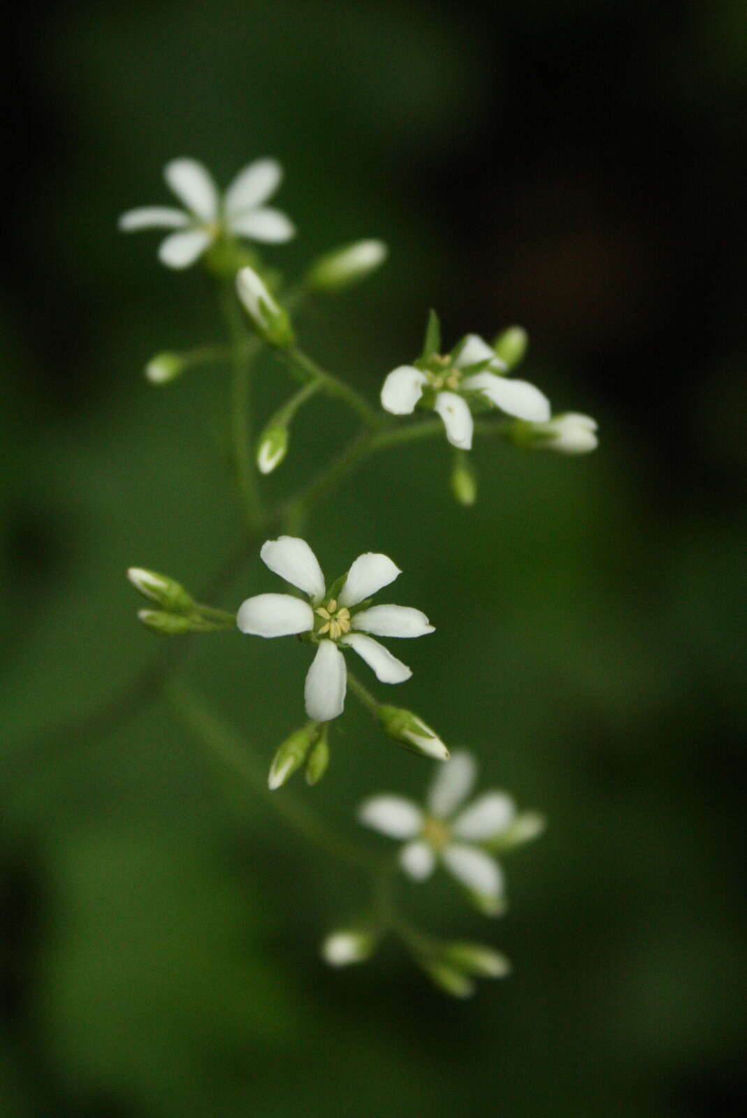 Image of coastal brookfoam