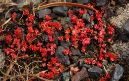 Crassula tillaea Lester-Garland resmi