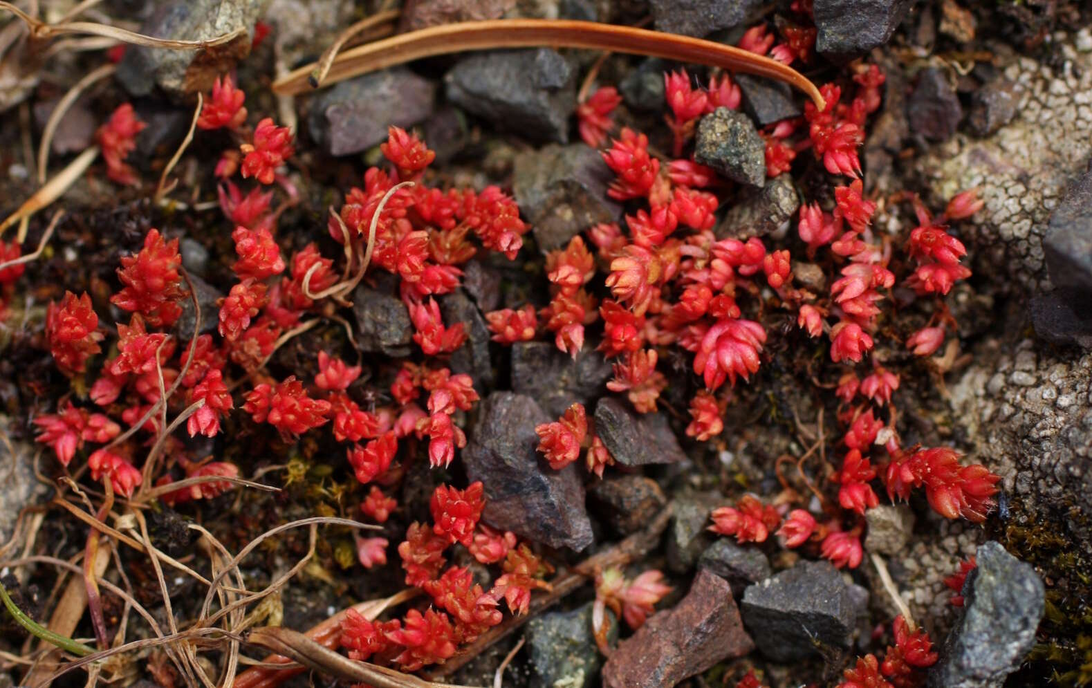 Crassula tillaea Lester-Garland resmi