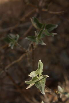 Image of triangle bur ragweed