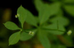 Image of fragrant bedstraw