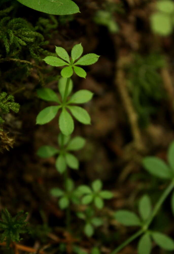 Image of fragrant bedstraw