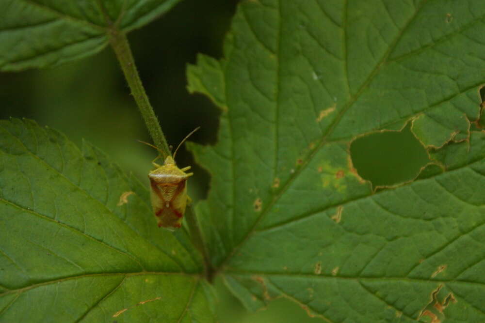 Image of Red-Cross Shield Bug