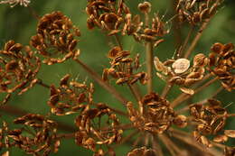 Plancia ëd Heracleum sphondylium subsp. montanum (Schleicher ex Gaudin) Briq.