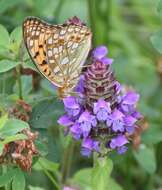 Image of High brown fritillary