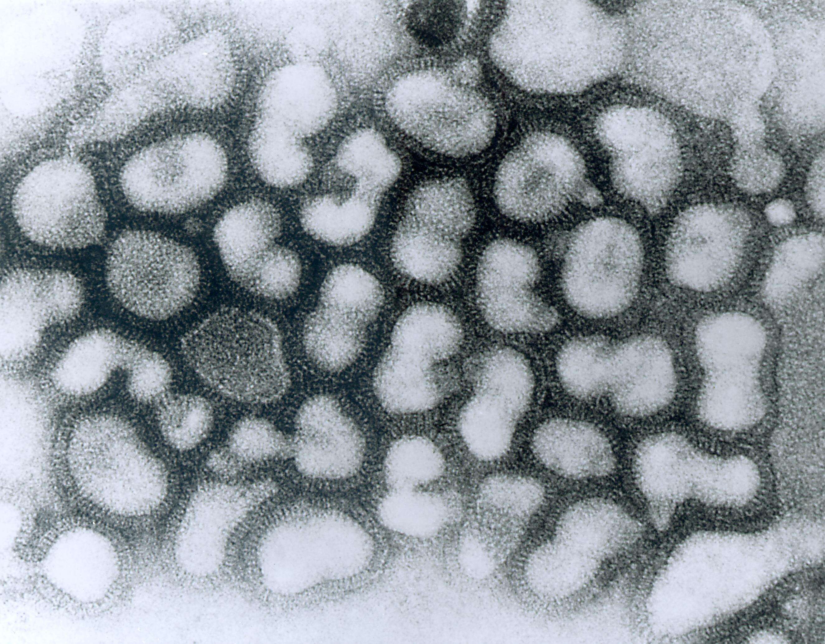 Plancia ëd Influenza A virus