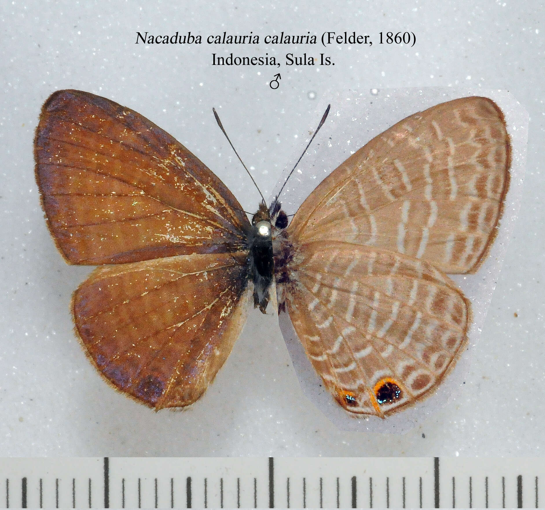 Sivun Nacaduba calauria (C. Felder 1860) kuva