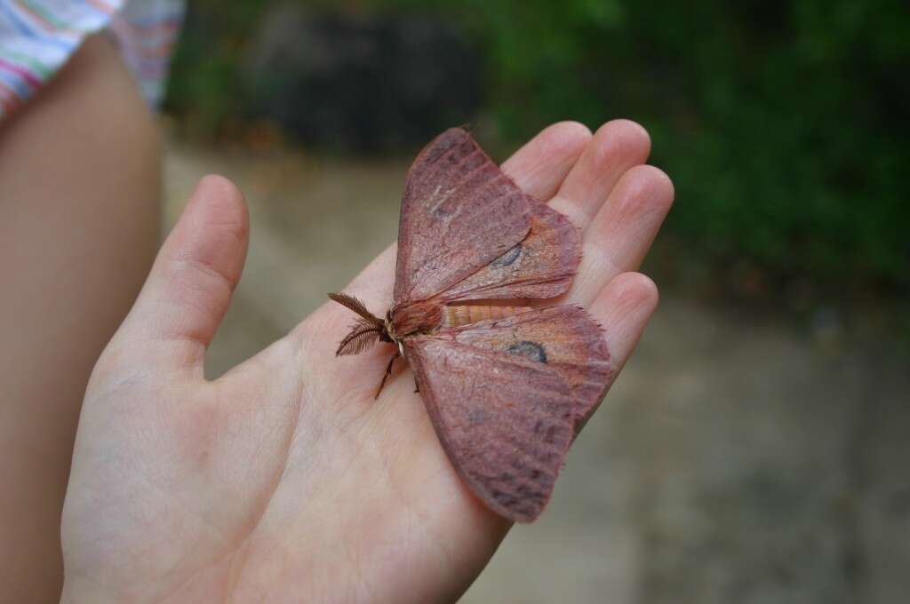 صورة Rohaniella pygmaea (Maassen 1885)