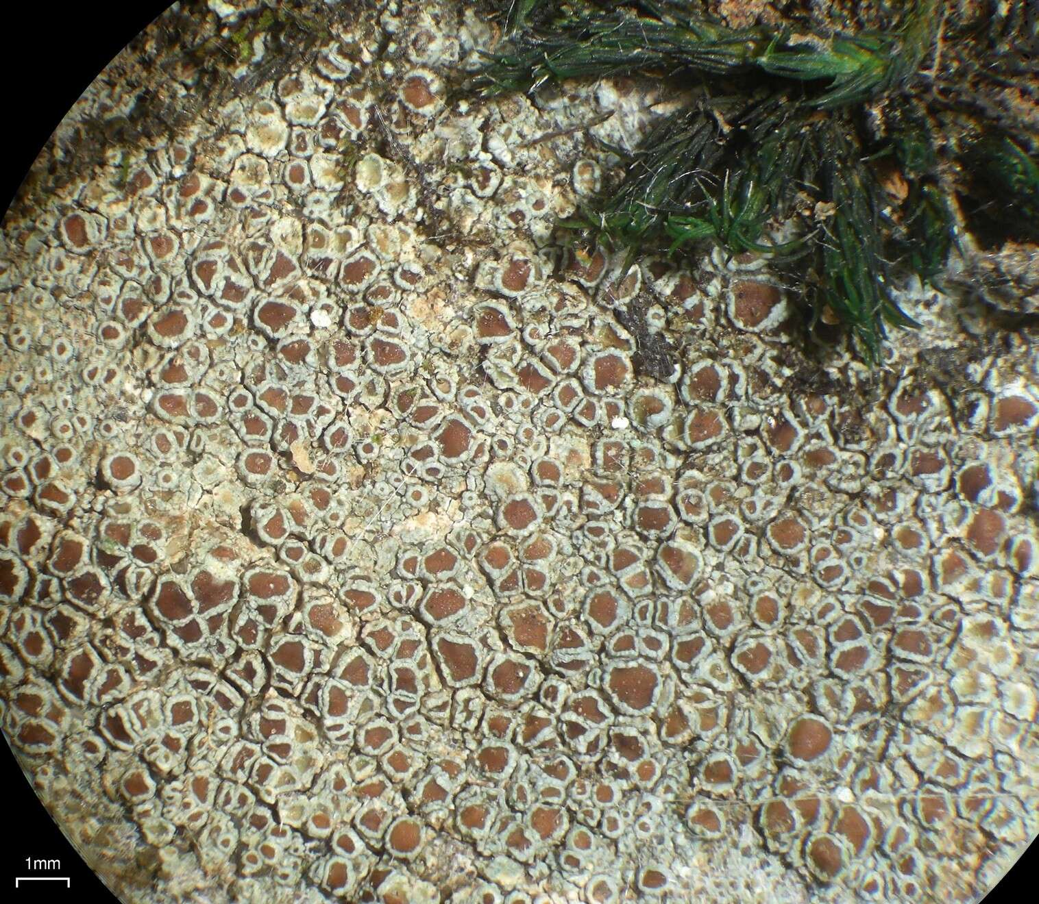 Image of rim lichen