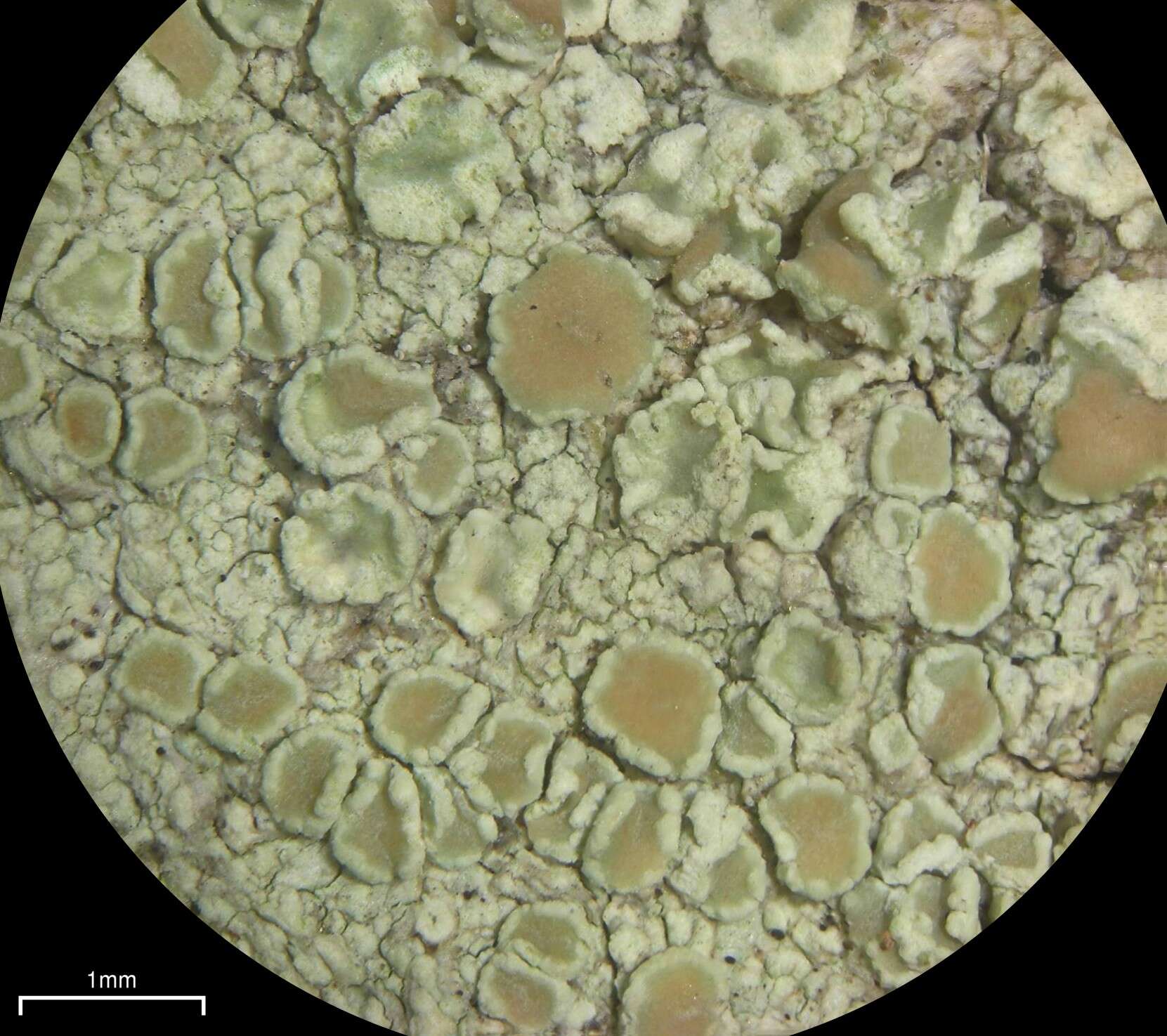 Image of Mealy rim-lichen;   Rim lichen