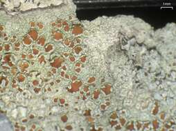 Image de Lecanora hybocarpa (Tuck.) Brodo