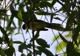 Image of Philippine Pied Fantail