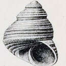 Sivun Lirularia parcipicta (Carpenter 1864) kuva