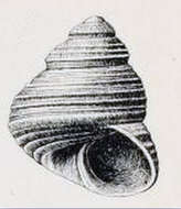 Image of Lirularia parcipicta (Carpenter 1864)