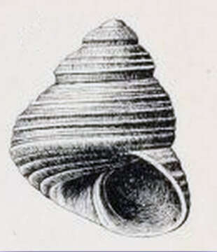 Plancia ëd Lirularia parcipicta (Carpenter 1864)